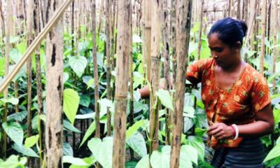 বাগেরহাটে পানের বাজারে ধস, বিপুল ক্ষতির মুখে পান চাষীরা