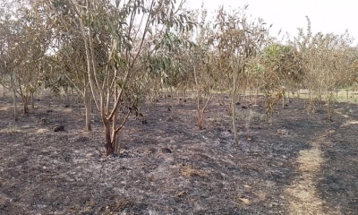 গজারিয়ায় ৭০০ গাছ আগুনে পুড়িয়ে দিলো দুর্বৃত্তরা