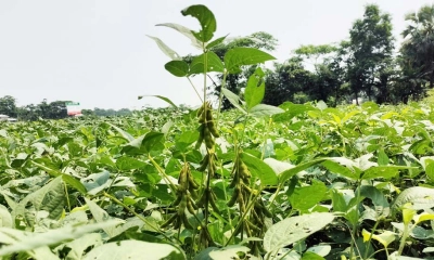 লালমোহনে সয়াবিন চাষে আগ্রহ বাড়ছে কৃষকদের