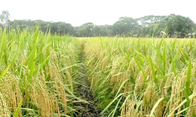 নতুন জাতের ধান ব্রি-১০৭, ভাতে মিলবে প্রয়োজনীয় প্রোটিন