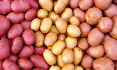 আলুর উপকারিতা ও অপকারিতা