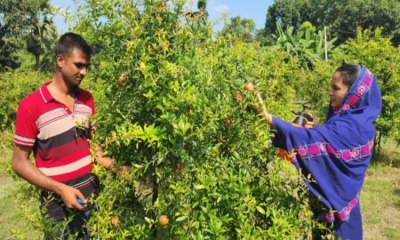 বেদানা চাষে সফল কৃষি উদ্যোক্তা শিবলী ও তাবাসসুম দম্পতি