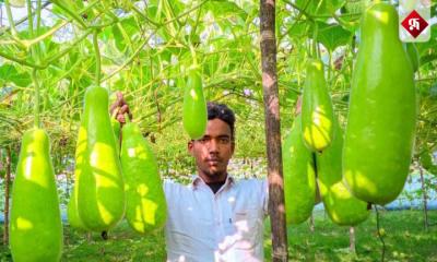 সিরাজগঞ্জে লাউ চাষে সফল শিক্ষার্থী