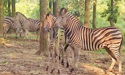 সাফারি পার্কে জেব্রা পরিবারে নতুন ২ অতিথি