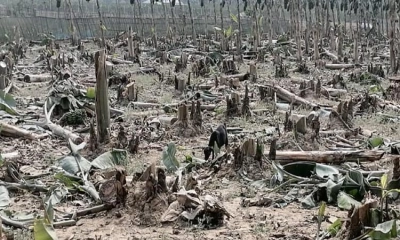 চাঁদা না দেওয়ায় ৫০০ কলা গাছ কেটে ফেললো দুর্বৃত্তরা