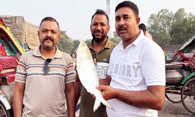 এক ইলিশ সাড়ে ৮ হাজার টাকা
