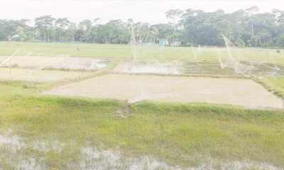 টানা বৃষ্টিতে পানির নিচে  রোপা আমনের বীজতলা