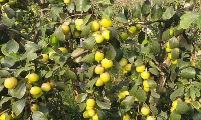 বরই খাওয়ার উপকারিতা