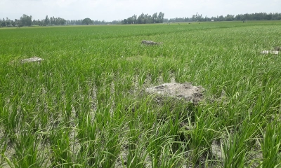 আলোর মুখ দেখেনি দেশের প্রথম লৌহখনি
