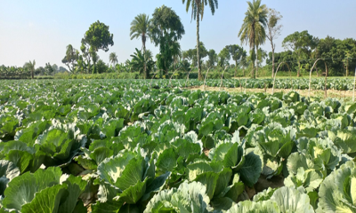 শীতকালীন সবজি চাষে ব্যস্ত গাজীপুরের কৃষকরা