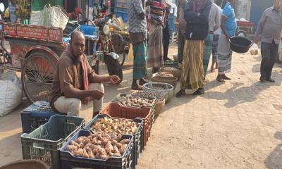 আক্কেলপুরে খোলা বীজ আলুতে সয়লাভ