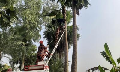 তালগাছের ডাল কাটতে গিয়ে বিদ্যুৎস্পৃষ্টে গাছির মৃত্যু