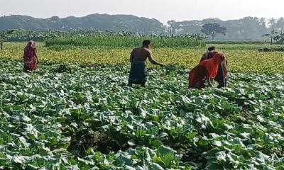জীবননগরে অগ্রীম শীতকালীন সবজি চাষ করছে কৃষকরা