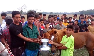 কাঠালিয়ায় ঈদুল ফিতর উপলক্ষে ঘোড় দৌড় প্রতিযোগিতা