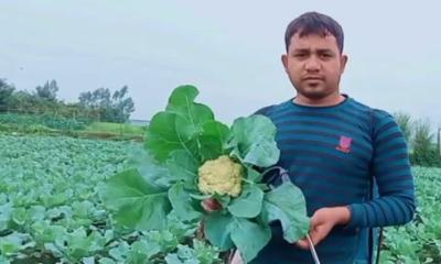 ফুলকপির বাম্পার ফলন কৃষকের মুখে হাসি
