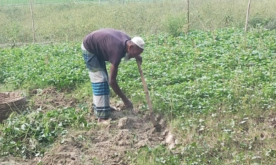 নান্দাইলে মিষ্টি আলুতে কৃষকদের মুখে হাসি