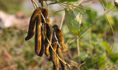 আলকুশি বীজের উপকারিতা ও অপকারিতা