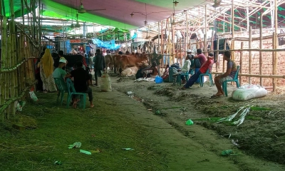 হাটের ছোট ও মাঝারি পশুর জন্য নির্ধারিত স্থানগুলো সকালেই ফাঁকা হয়ে গেছে। ছবি- সংগৃহীত