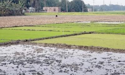 কুষ্টিয়ায় গঙ্গা-কপোতাক্ষ সেচ প্রকল্পের নাজুক অবস্থা