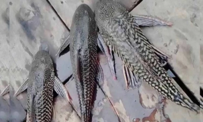 বগুড়ায় জেলেদের জালে সাকার ফিস