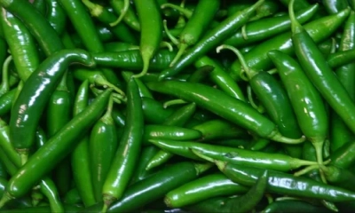 কাঁচা মরিচের উপকারিতা ও অপকারিতা