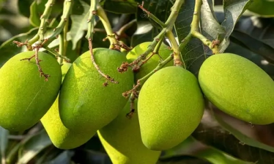 কাঁচা আমের উপকারিতা ও অপকারিতা