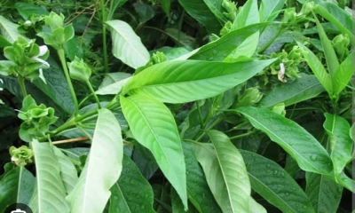 বাসক পাতার উপকারিতা