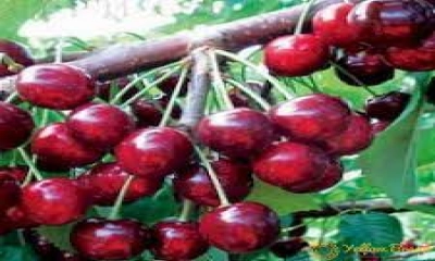 চেরি ফলের উপকারিতা