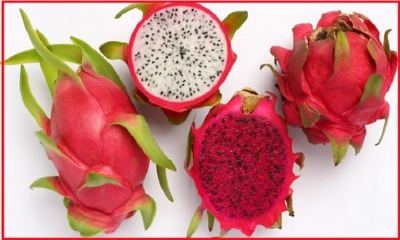 ড্রাগন ফলের উপকারিতা। ছবি: সংগৃহীত
