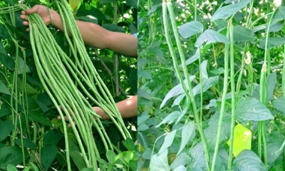 বরবটি খাওয়ার উপকারিতা