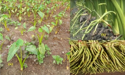 কচুর লতি খাওয়ার উপকারিতা