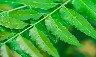 নিম পাতা খাওয়ার উপকারিতা। ছবি: সংগৃহীত