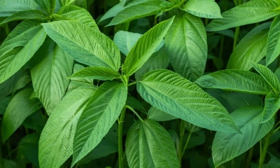 পাট শাকের উপকারিতা