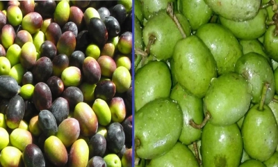 জয়তুন ফলের উপকারিতা