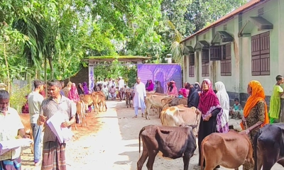 গরু পেলেন লালমনিরহাটের হতদরিদ্র ৩০ জন বিধবা নারী