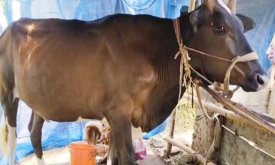 বরিশালে বাচ্চা প্রসব ছাড়াই দুধ দিচ্ছে ১১ মাস বয়সী গরু!