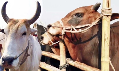 নবীর নামে কি কোরবানি দেওয়া যাবে