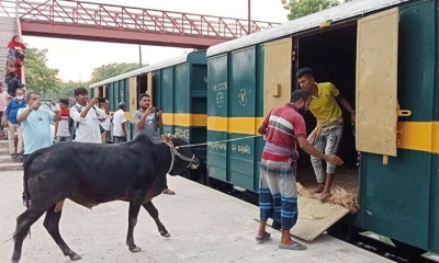 ৪০০ গরু নিয়ে ঢাকায় আসছে স্পেশাল ট্রেন  