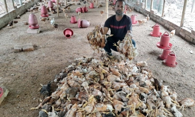 ১২০০ মুরগির বাচ্চার সঙ্গে এ কেমন শত্রুতা!