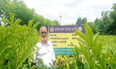 চুয়াডাঙ্গায় বাণিজ্যিকভাবে ওলকচু চাষে ঝুঁকছেন চাষিরা