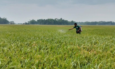 বোরো ধানের কারেন্ট পোকা দমনে স্কোয়াড গঠন