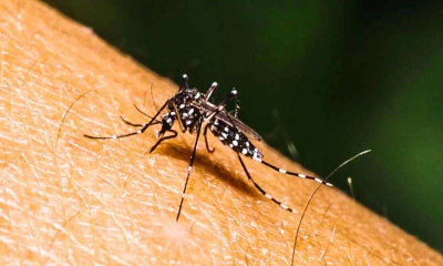 ডেঙ্গুতে হাসপাতালে ভর্তি আরও ৪৬