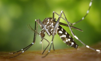 ডেঙ্গুতে আরও একজনের মৃত্যু, হাসপাতালে ২৪৯