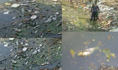 গুলশান লেকে মরা মাছে সয়লাব