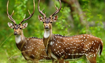 ছবি- সংগৃহীত