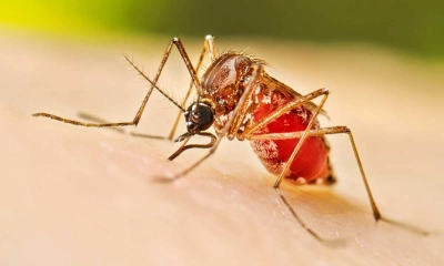 ডেঙ্গুতে আরও ২৮৮ জন শনাক্ত, বরিশালেই ২৬১