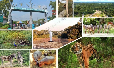 কক্সবাজারে সাফারি পার্কের উন্নয়ন কাজে টেন্ডার জালিয়াতির অভিযোগ