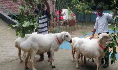 শান্ত প্রাণী দুম্বা। ছবি- সংগৃহীত