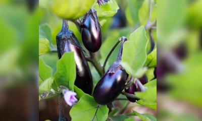 বেগুনের উপকারিতা