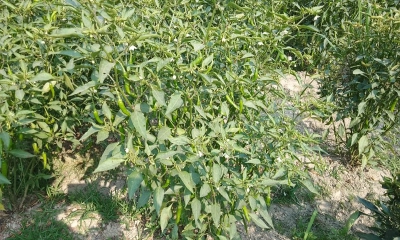 মরিচের বাম্পার ফলন হলেও হাসি নেই কৃষকের মুখে
